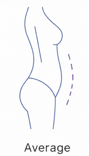 Average Stomach